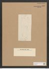 Amphiprora didyma = donkiniae sp.? W. Sm. (de-Toni-Nr.: Genus 29) Zeichnungen Sammlung Grunow Nr. 2582 (NHMW-BOT-W0369768)